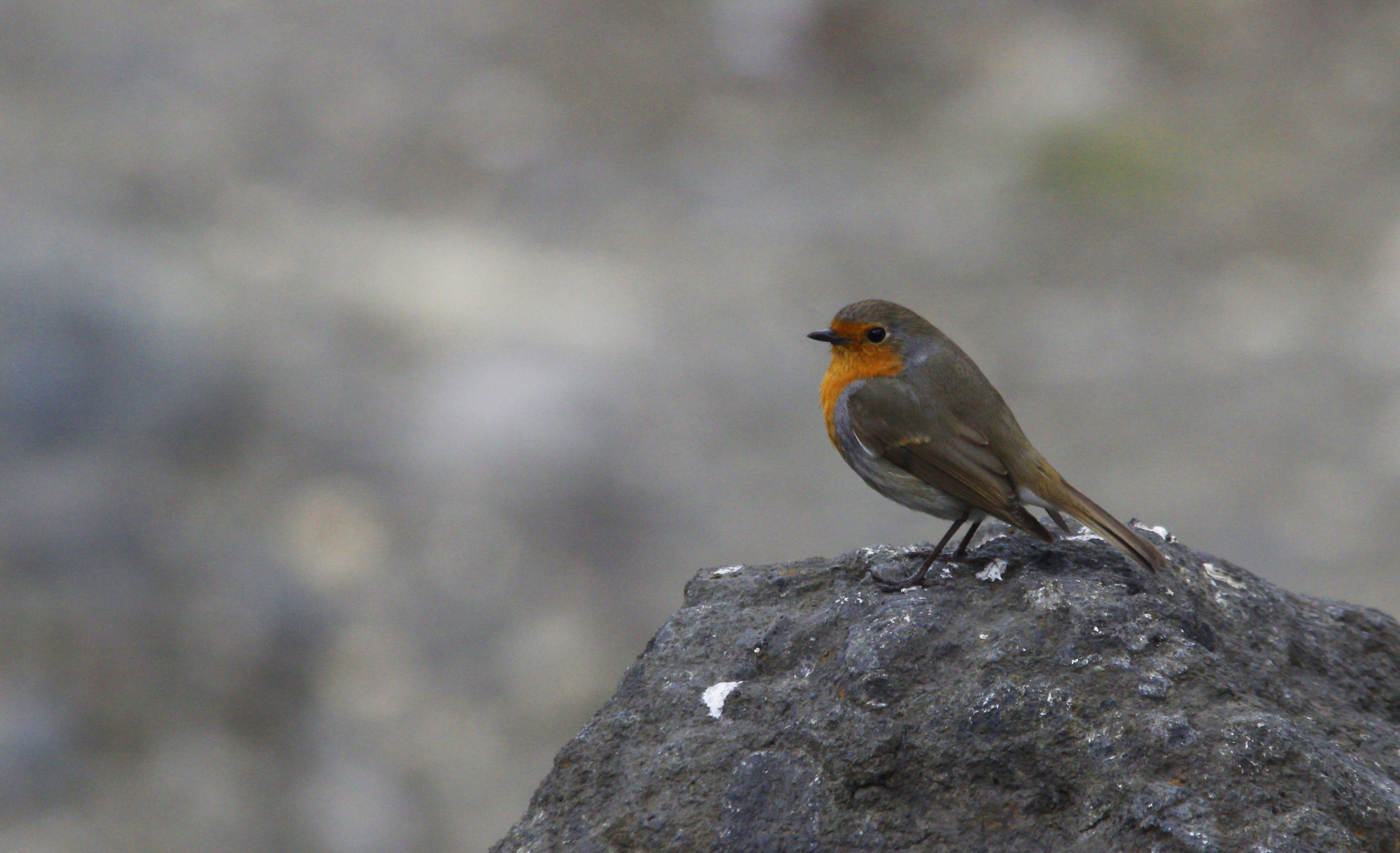 European Robin